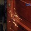 Стрельба в Южноуральске